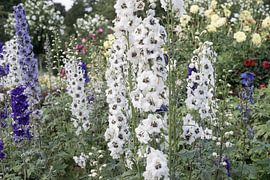 Hollyhocks in bloom by Charley Aimée