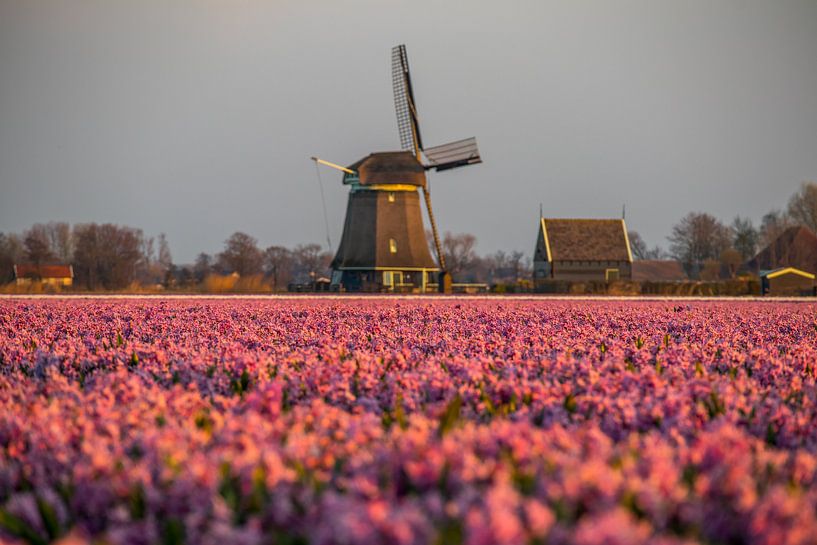 Pink explosion by peterheinspictures