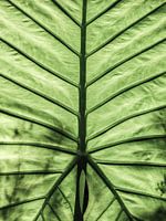 Blattrippen-Symphonie