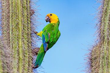 Geelvleugel Amazone Papegaai hangt aan een cactus met blauwe lucht als achtergrond