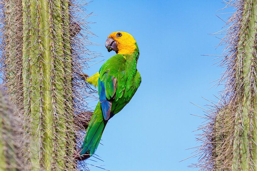 Geelvleugel Amazone Papegaai hangt aan een cactus met blauwe lucht als achtergrond van Ben Schonewille