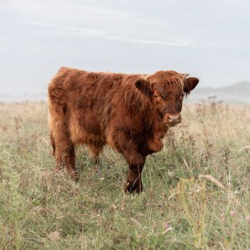 Schotse Hooglander van PeetMagneet