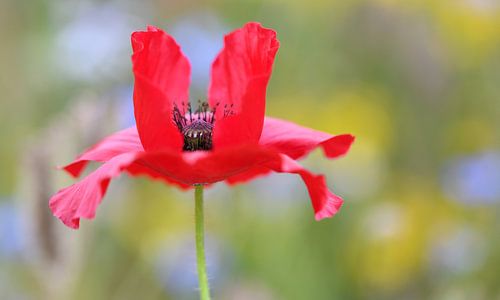 Klaproos in een wild bloemenveld