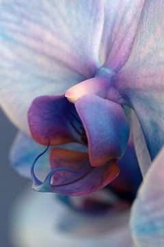 closeup en zijaanzicht van een roze paarse orchidee tegen een blauwe achtergrond