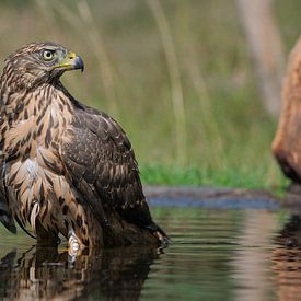 Juveniele havik op de Lemelerberg van Wim van der Meule