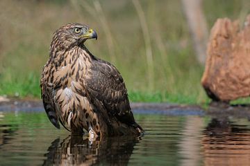 Juveniele havik op de Lemelerberg van Wim van der Meule