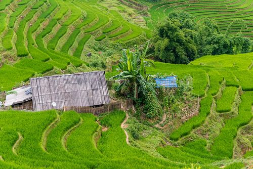 Rice fields in Southeast Asia by Richard van der Woude
