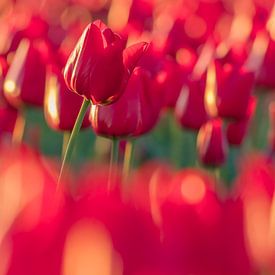 Red Tulip by Saskia Strack