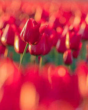 Tulipe rouge sur Saskia Strack