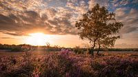 Zonsondergang op de Elspeter Heide van Rob Sprenger thumbnail