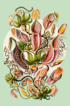 The Carnivorous Plants van Marja van den Hurk