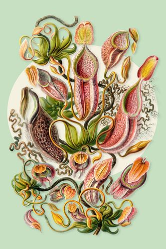 The Carnivorous Plants