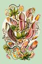The Carnivorous Plants by Marja van den Hurk thumbnail
