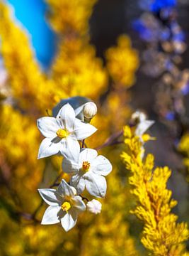 Witte Jasmijn Nachtschade Bloemen van ManfredFotos