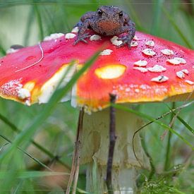 Udo Schutte Profilfoto