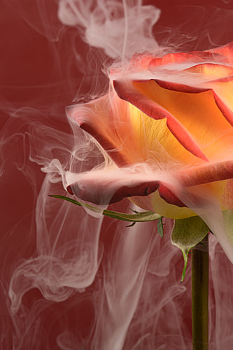 Trendy botanical in warm colours – Smoke flows over a rose