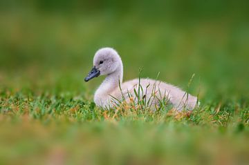 young swan chick by Mario Plechaty Photography