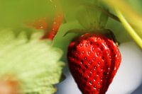Close-up van rijpe aardbeien in het veld