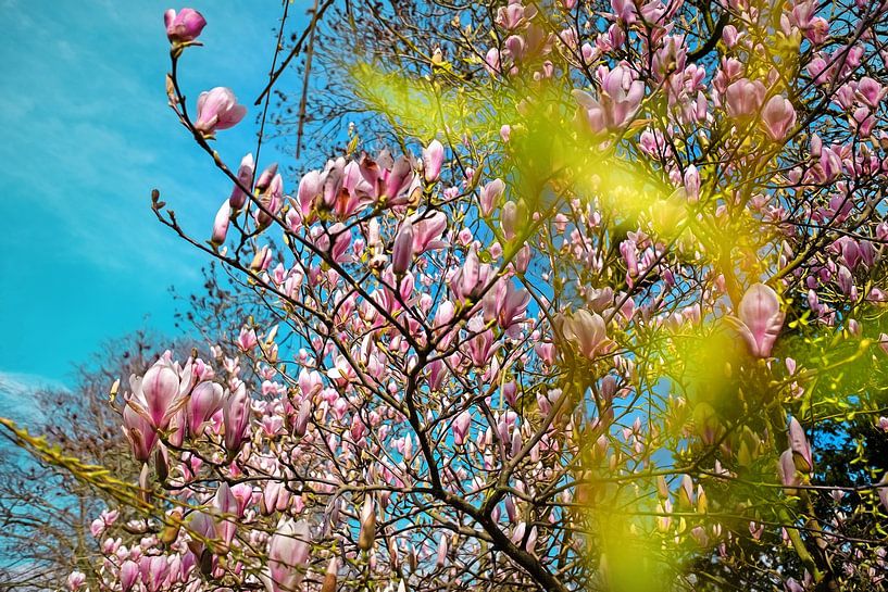 Blühende Magnolien im Frühling von Chi