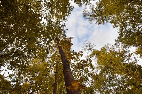 La forêt d'automne du point de vue de la grenouille