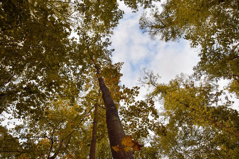 Autumn forest from the frog's perspective by Franziska Brückmann
