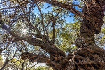 Matera oldest olive tree in Corfu