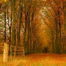Herbstwald von Tom Kruissink