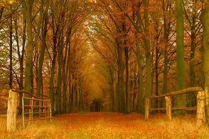 Herbstwald von Tom Kruissink