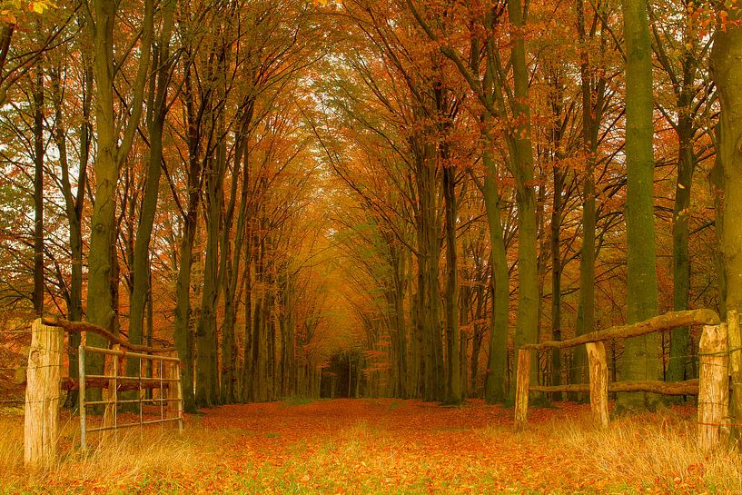 Forêt d'automne par Tom Kruissink