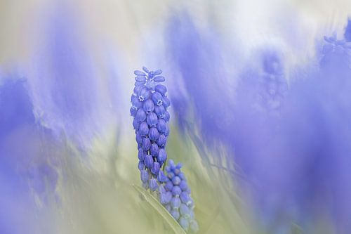 Blauwe druifjes