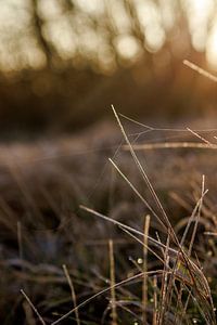 Waar de kou en de warmte elkaar ontmoeten van Jolijn Gommans