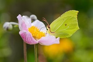Citroenvlinder op een bloeiende Anemone van Katho Menden