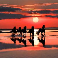 Friese paarden bij zonsondergang