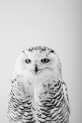 Hibou des neiges