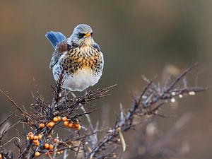 Kramsvogel van Mark van der Walle