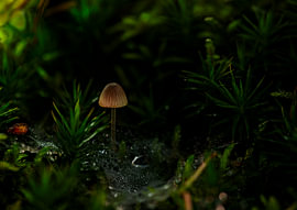Mycena – The Little Wonder – by Sander van der Veen