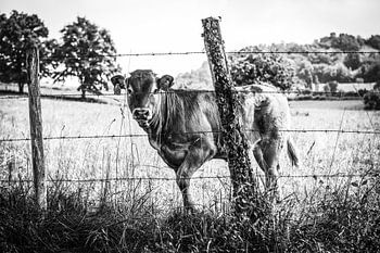 Frankreich, Limousin Kuh