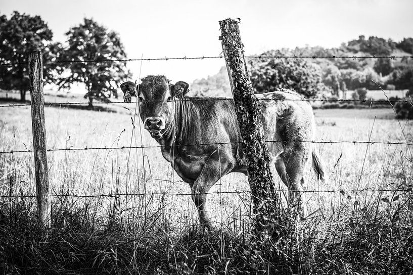 France, Limousin Cow by anne hamers