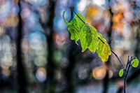 Herfstkleuren.08 (2x3)