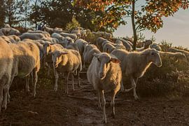Samen op pad von Irma Huisman