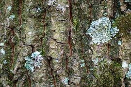 Abstrakte Kunst aus der Natur