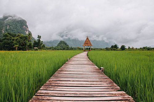 Houten vlonderpad tussen de rijstvelden in Vang Vieng | Laos | Reisfoto