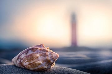 Texel shell & lighthouse  by Texel360Fotografie Richard Heerschap