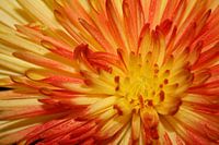 powerflower