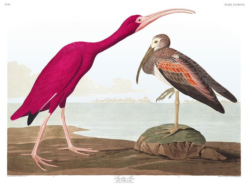 Ibis rouge par Birds of America