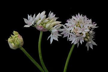 Bloemknoppen van Allium amplectens van Bartel van den Berg