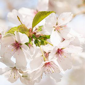 Branche de fleurs de rêve sur Elbertsen Fotografie