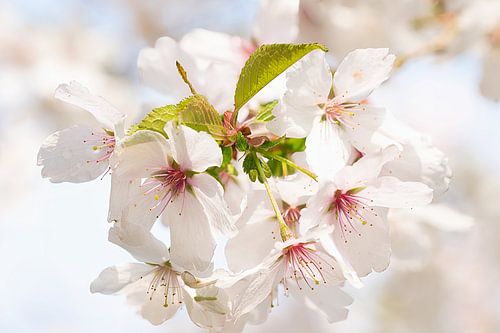Dromerige bloesemtak