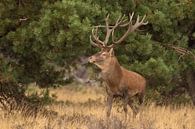 Deer on the Hoge Veluwe, rutting season by Gert Hilbink thumbnail