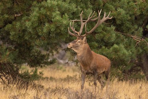 Herten op de Hoge Veluwe, bronsttijd